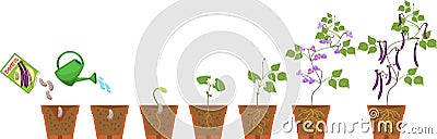 Life cycle of bean plant. Growth stages from seeding to flowering and fruiting plant with root system in flower pot Vector Illustration